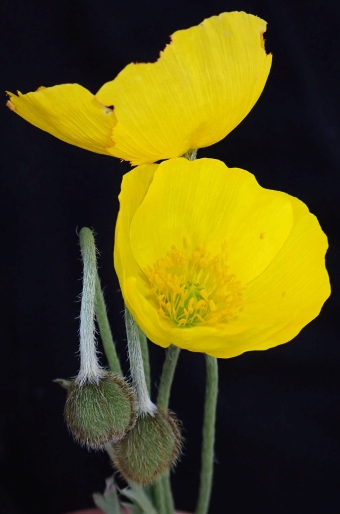 Papaver nudicaule