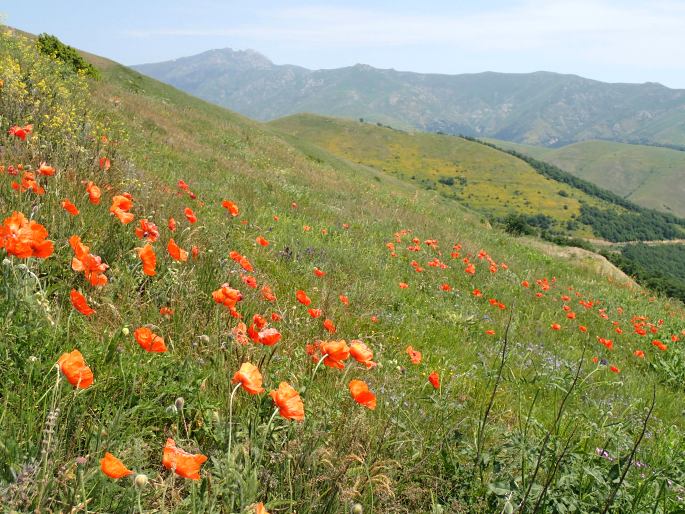 Papaver orientale