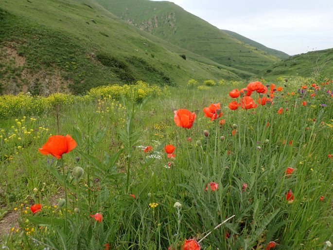 Papaver orientale