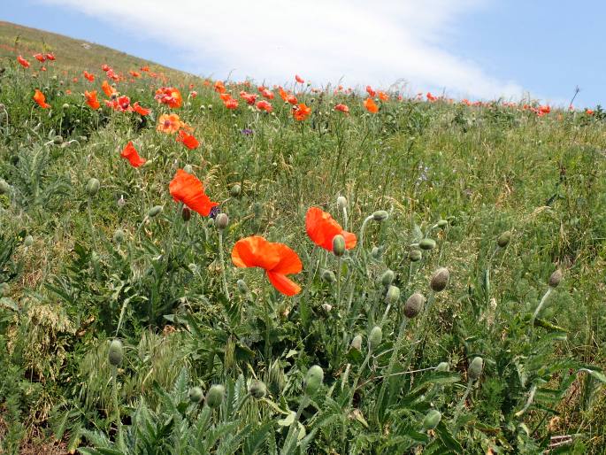 Papaver orientale