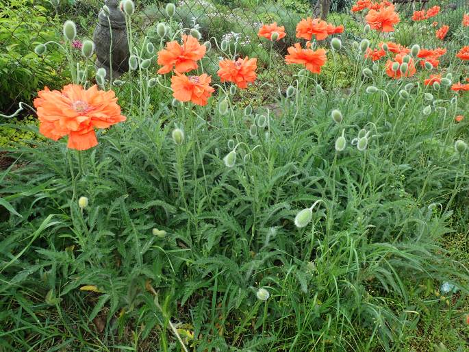 Papaver orientale