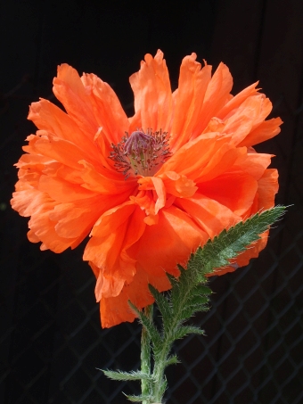 Papaver orientale