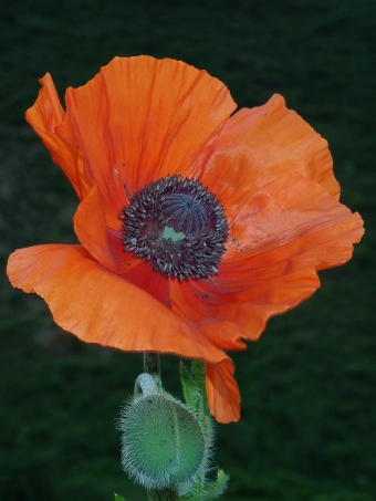 Papaver orientale