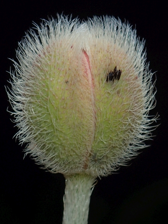 Papaver orientale