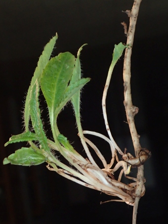 Papaver orientale