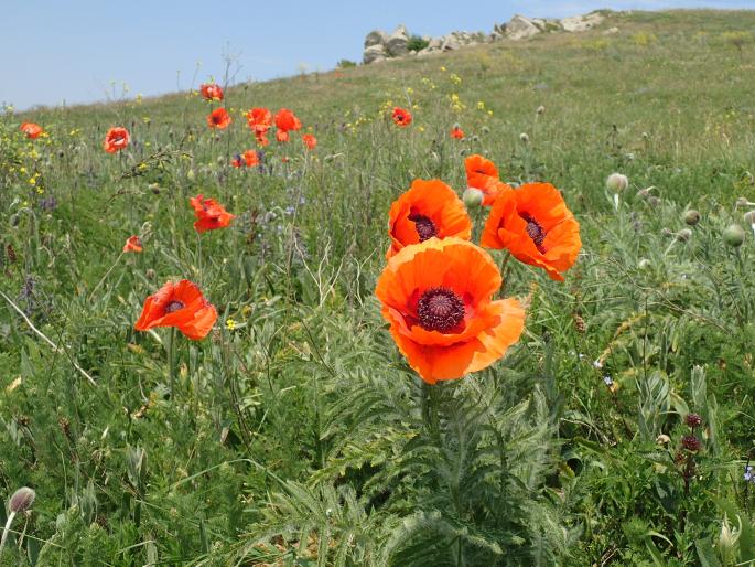 Papaver setiferum