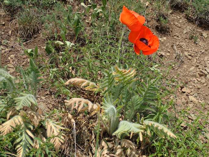 Papaver setiferum