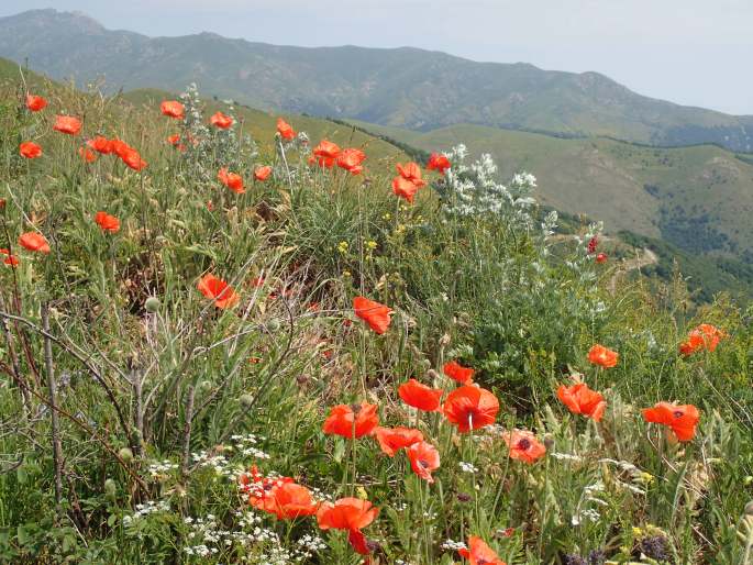 Papaver setiferum