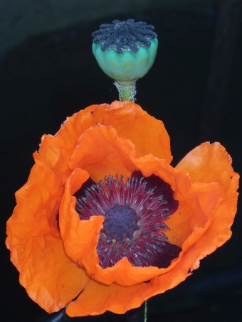 Papaver setiferum