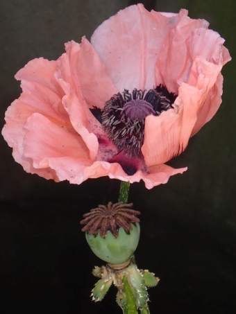 Papaver setiferum