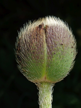 Papaver setiferum