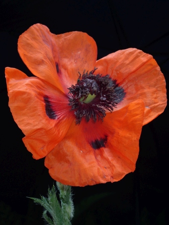 Papaver setiferum