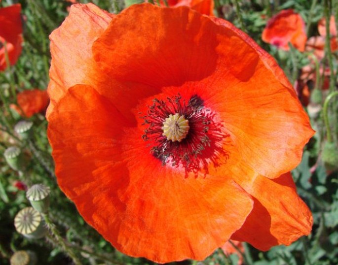 Papaver rhoeas