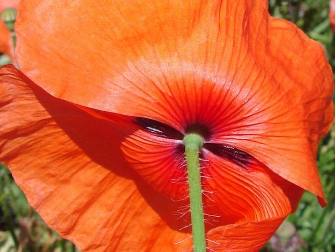 Papaver rhoeas