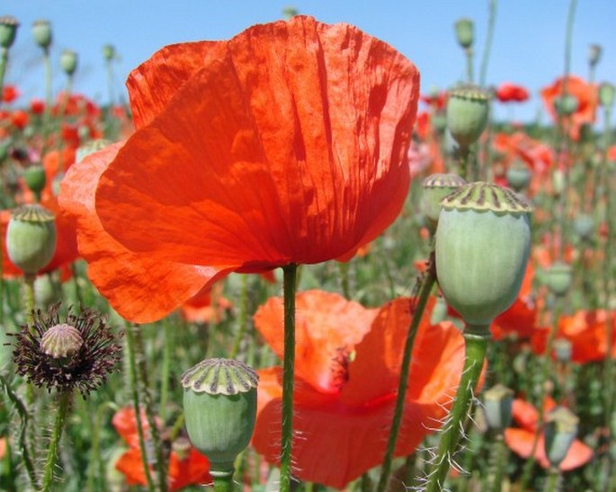 Papaver rhoeas