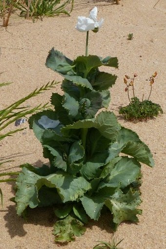 Papaver somniferum subsp. setigerum