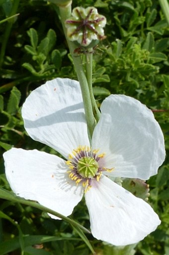 Papaver somniferum subsp. setigerum