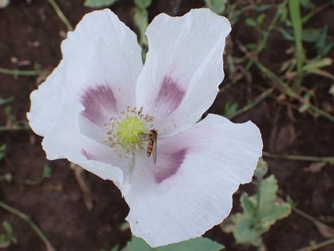 Papaver somniferum