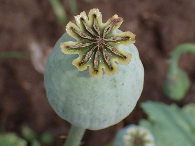 Papaver somniferum