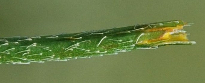 Papaver lecoqii