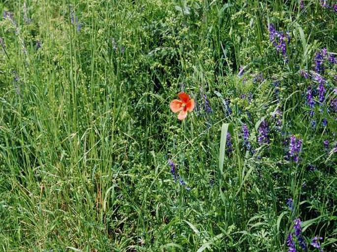 Papaver lecoqii