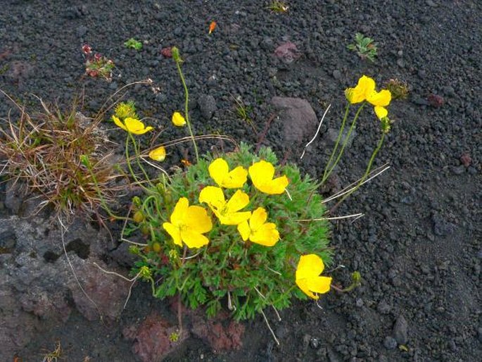 Papaver microcarpum