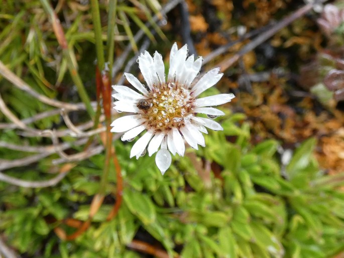 Pappochroma stellatum