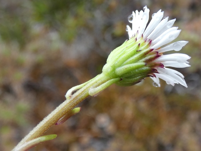 Pappochroma stellatum