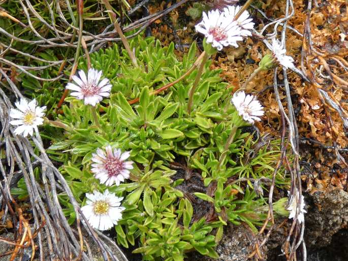 Pappochroma stellatum