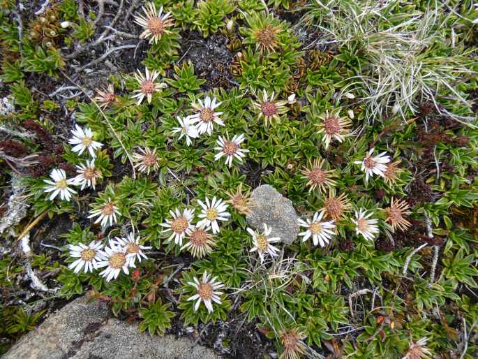 Pappochroma stellatum