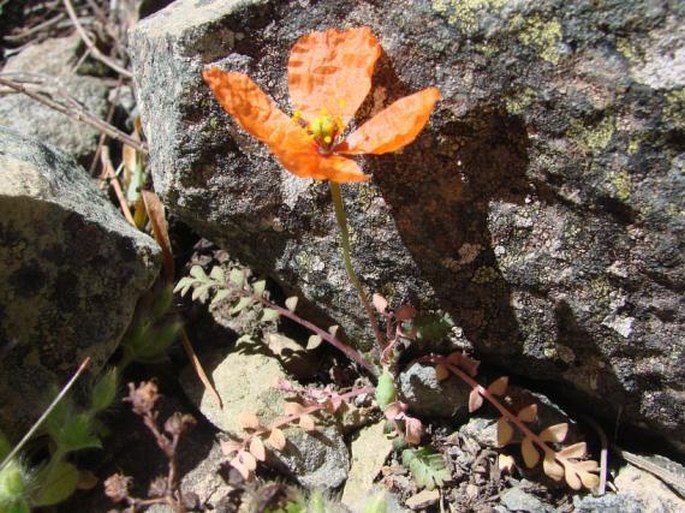 Papaver paphium