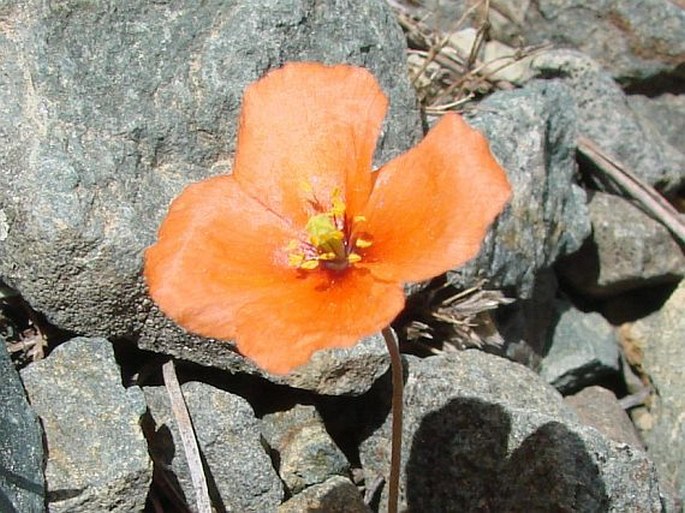 Papaver paphium