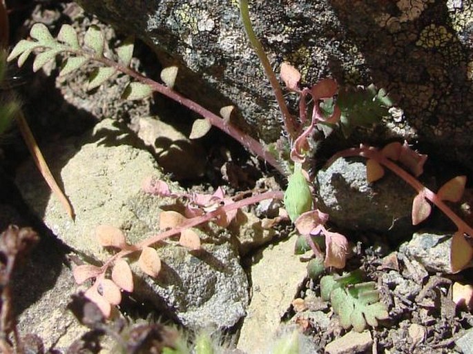 Papaver paphium