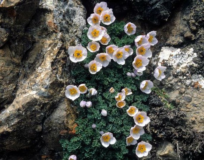 PARAQUILEGIA ANEMONOIDES (Willd.) O. E. Ulbr.
