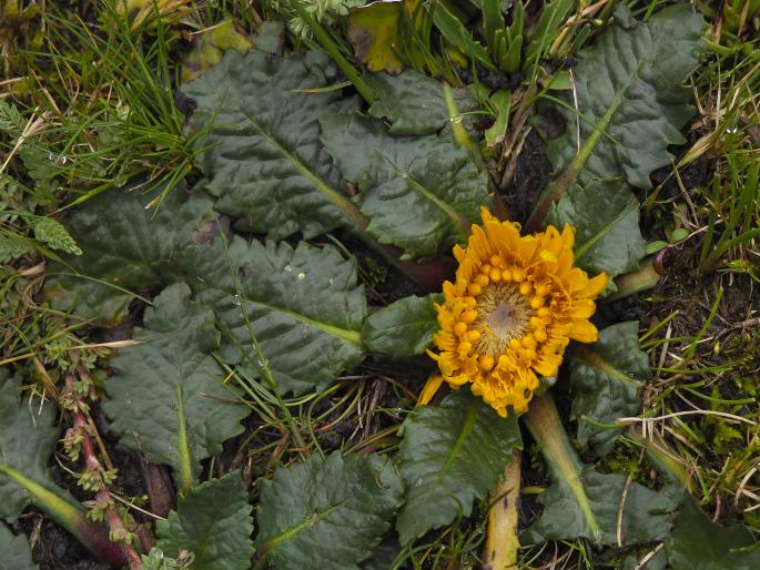 Paranephelius ovatus