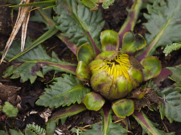 Paranephelius ovatus