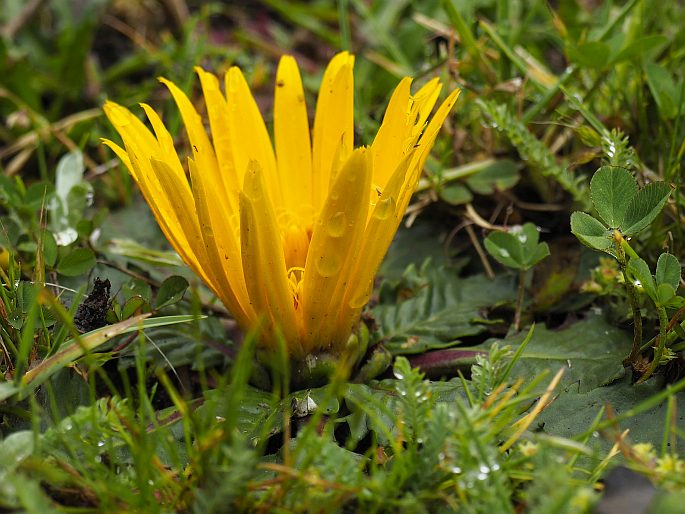 Paranephelius ovatus