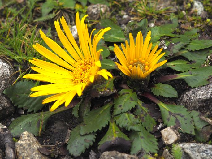 Paranephelius ovatus