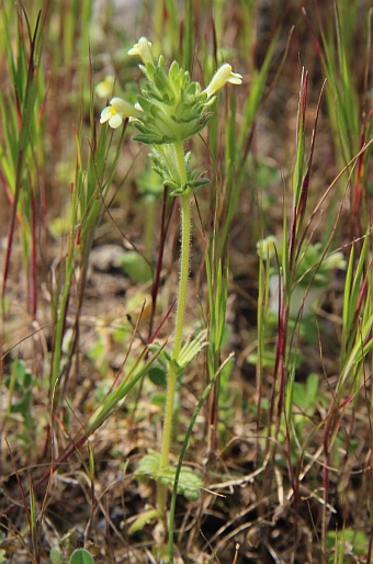 Parentucellia latifolia subsp. flaviflora