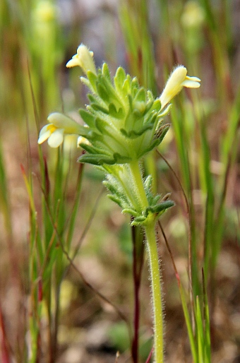 Parentucellia latifolia subsp. flaviflora