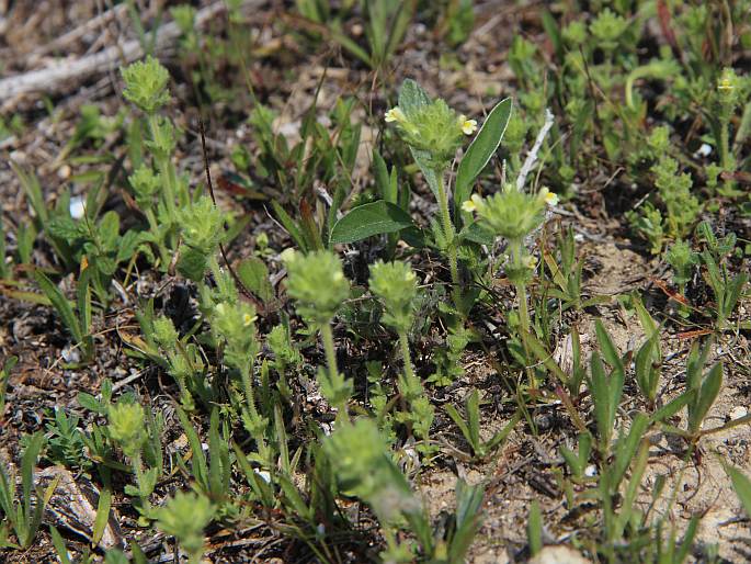 Parentucellia latifolia subsp. flaviflora