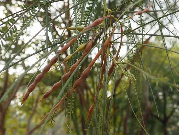 Parkinsonia aculeata