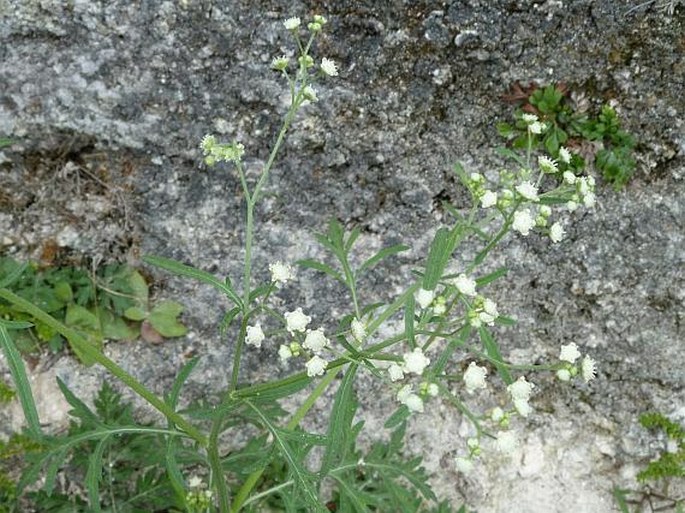 Parthenium hysterophorus