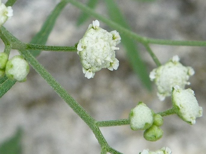 Parthenium hysterophorus