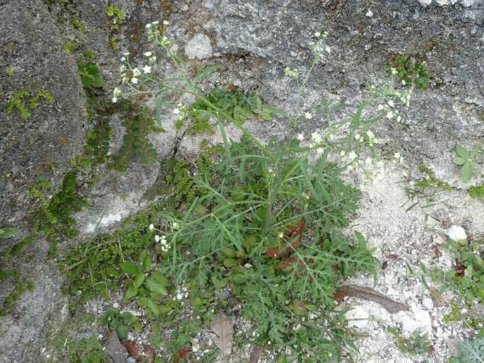 Parthenium hysterophorus