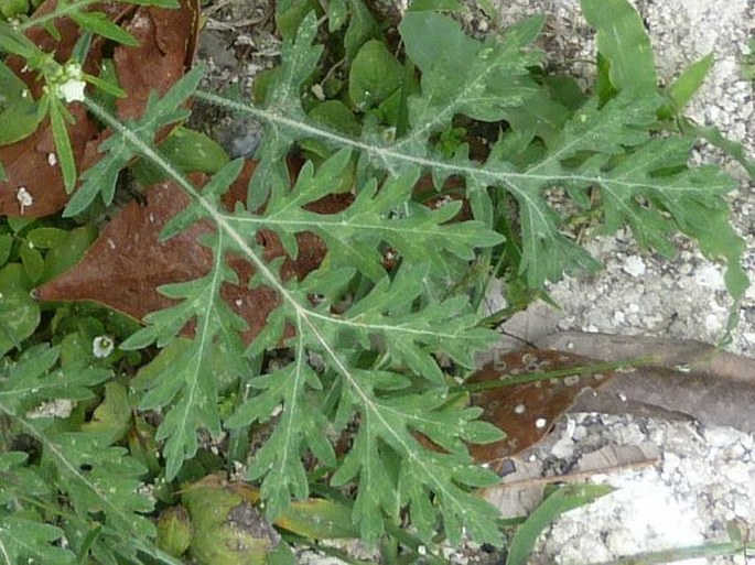 Parthenium hysterophorus