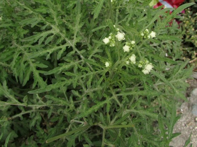 Parthenium hysterophorus