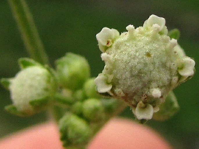 Parthenium hysterophorus