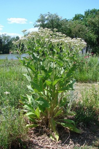 Parthenium integrifolium