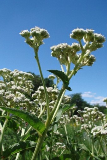 Parthenium integrifolium